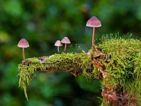 Champignons : atelier éducatif