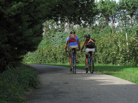 Saint Andiol - Cabannes : L'arbre et le Patrimoine