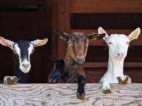 Snack at the goat house during milking