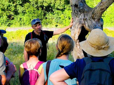 Formation : Apprendre à reconnaître les arbres