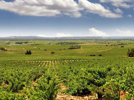 A.O.C Côtes du Rhône