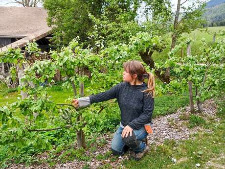 Atelier greffe des arbres fruitiers