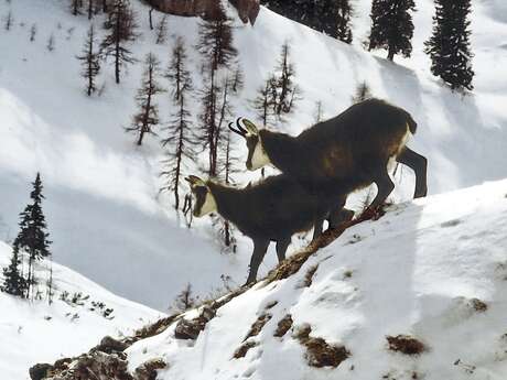 Discovery outing - Look out for chamois, bighorn sheep