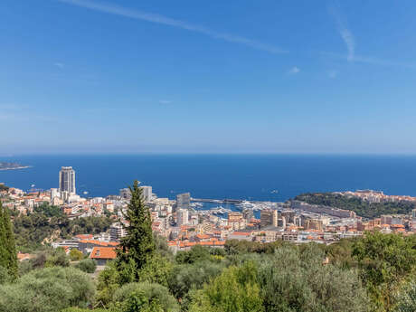 L'Olivier - Le Mas d'Angeline