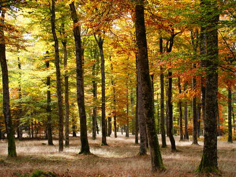 SEVE Sens Essences Vies Energies Un Bain d'une Nouvelle Nature