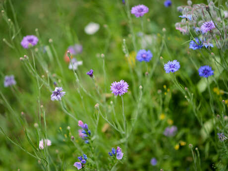 Activité : Herbes folles - crée ton herbier
