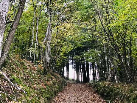 Enquête naturaliste sur le sentier de la Belette