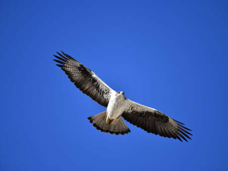Conférence "L’aigle de Bonelli"