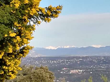 Le mimosa et ses compagnons de Tanneron- balade guidée