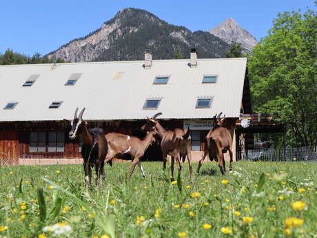 Plampinet goat farm