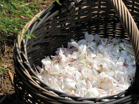 De la Fleur au Parfum chez Fragonard "Le Jasmin"