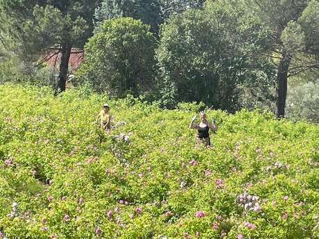 Visite et cueillette au cœur des Roses Centifolia –  Domaine La Clef des Roses - Grasse