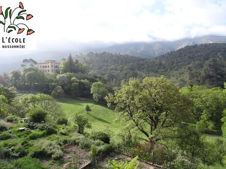 La flore méditerranéenne et ses usages