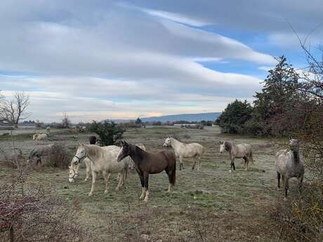 Conservatoire Français du Cheval Lipizzan