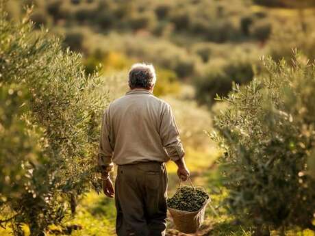 Visite et dégustation : olive you so much