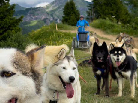 Cani-Kart