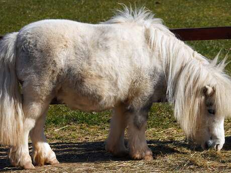 Pony rides