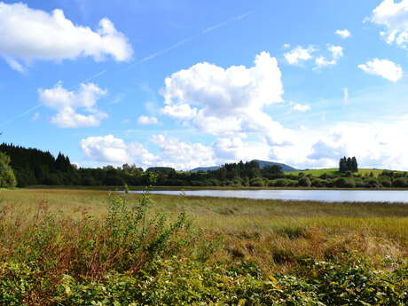Les prémices du printemps à l’Etang grand !