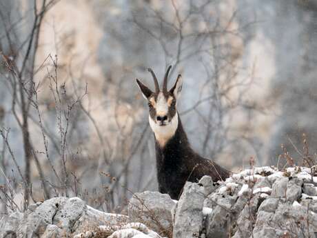 Rencontre avec les chamois
