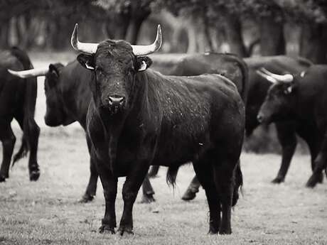 A campo abierto | Rencontre avec le réalisateur Meryl Fortunat-Rossi