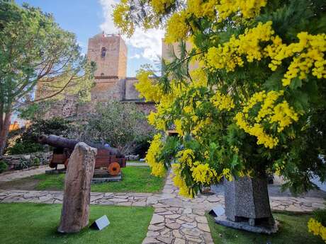 L'hiver au pays du mimosa