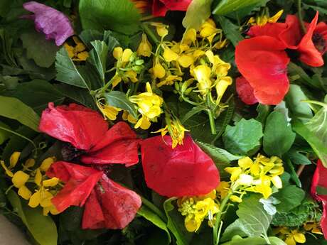 Journée découverte et utilisation des plantes sauvages comestibles et médicinales