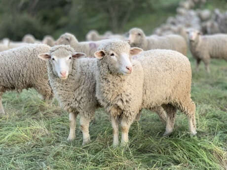 Conférence :  La Transhumance