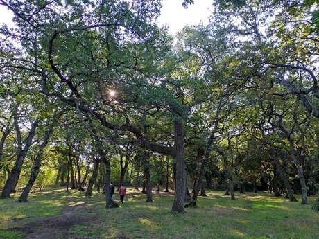 Éco-balade : Haies et bois à Entressen
