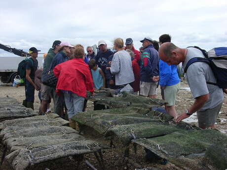 Discovery of oyster farms