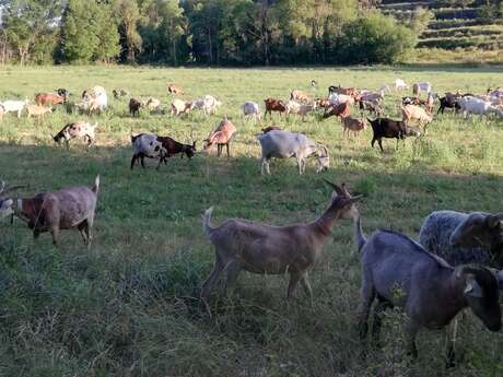Les chèvres de la cigale