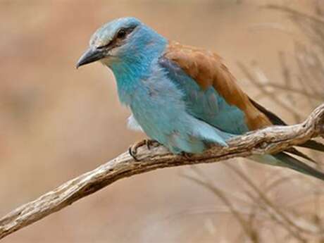 Rendez-vous Nature : Observation d’oiseaux à la ferme