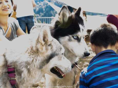 Mini musher - discovering sled dogs