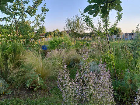 Conferencia | Adaptar mi jardín al cambio climático