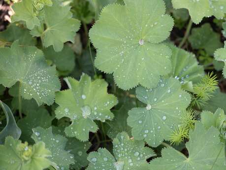 Souffle et croissance, du jardin au mouvement : végétal, transformation et stop motion