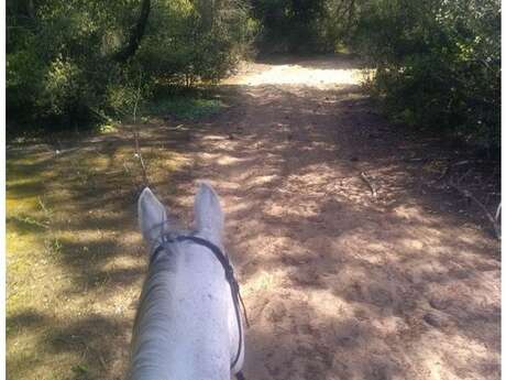Balade équestre 1h en forêt par les écuries du Moulin Moreau
