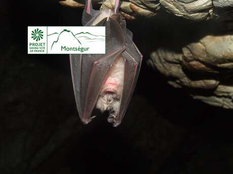 La nuit des chauves-souris