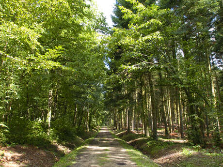 La Forêt de la Comté