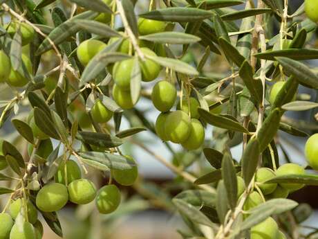 Coopérative Oléïcole La Solidarité