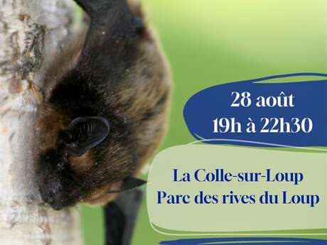 Nuit internationale de la chauve-souris