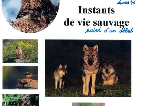 Diaporama "Instants de la vie sauvage"