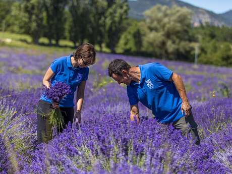 Lancement de floraison - Lavanderaie des Hautes Baronnies