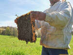 Atelier - Initiation à l’apiculture