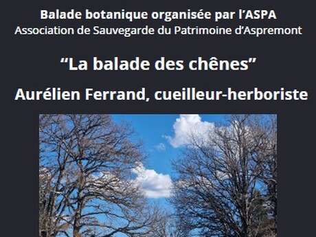 Balade Botanique : « La balade des chênes »