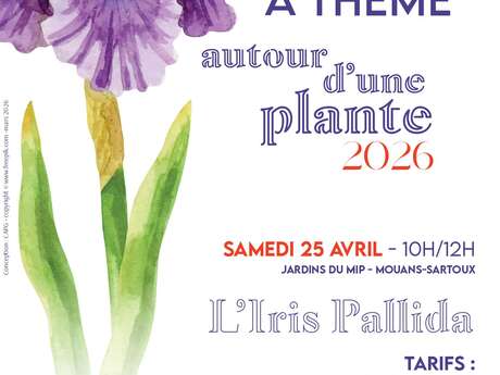 Journée à thème autour d'une plante : L’Iris Pallida