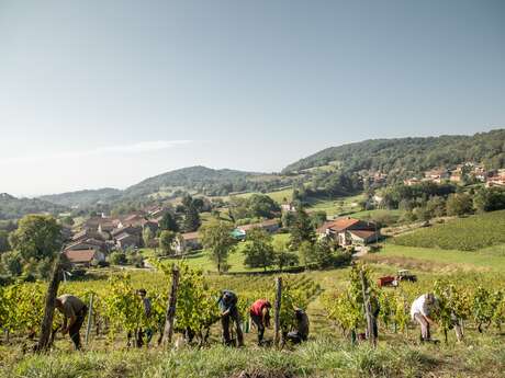 Vignoble du Revermont