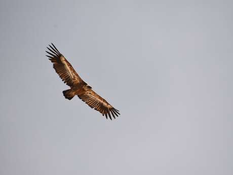Les rendez-vous du Parc : Le mondes des oiseaux des falaises