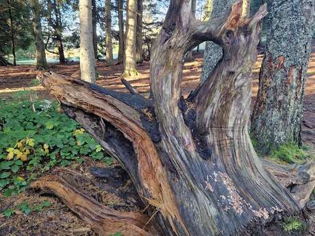 Les Ateliers des Babets - Balade contée Solstice d'hiver