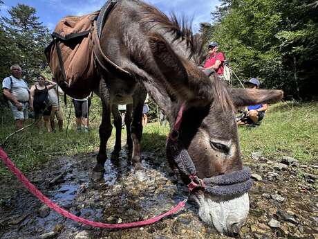 Les paysages façonnés par l’eau en compagnie des ânes