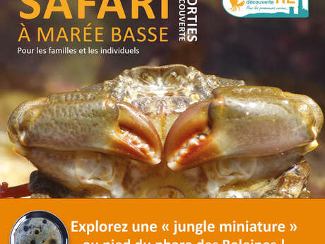 Sortie nature - Safari à marée basse