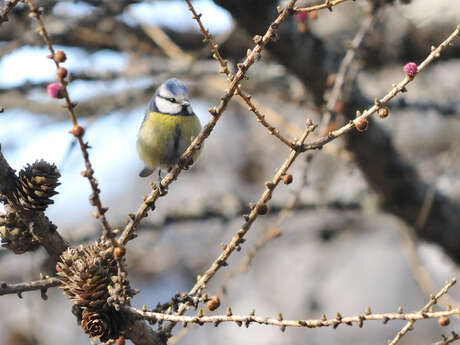 Science Sandwich : Ballade bleue, dans le monde des mésanges